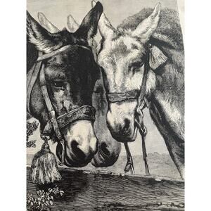 When Shall We Four Meet Again, Donkeys, Young Hero, 1883, Graphics, Picture,